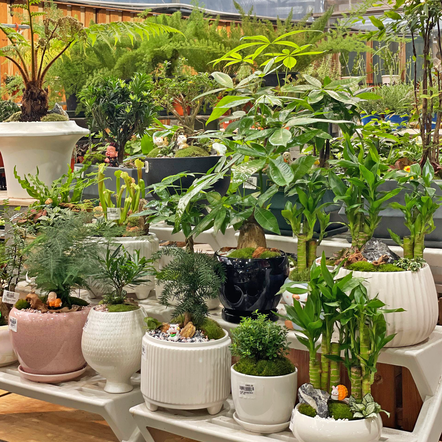 Plants