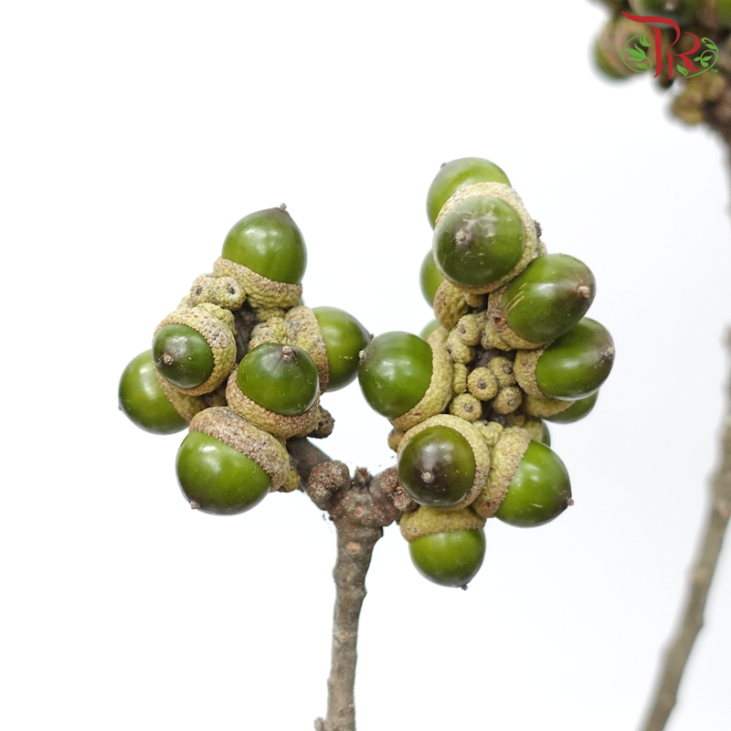 Acorn