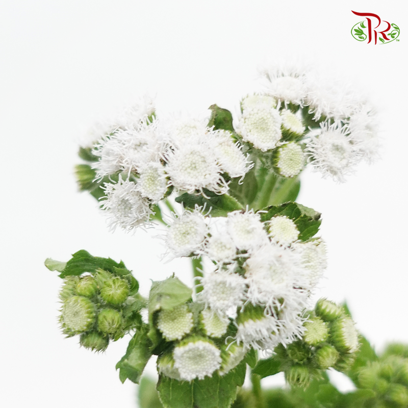 Ageratum