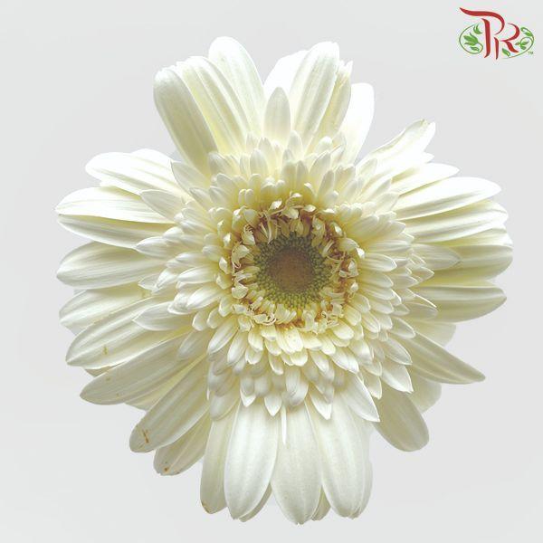 Gerbera -