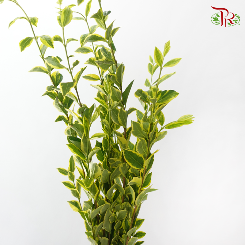 Weigela -