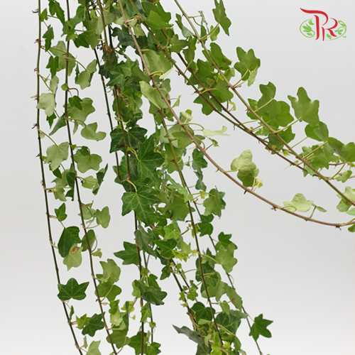 Ivy Leaf (Hedera) - Green