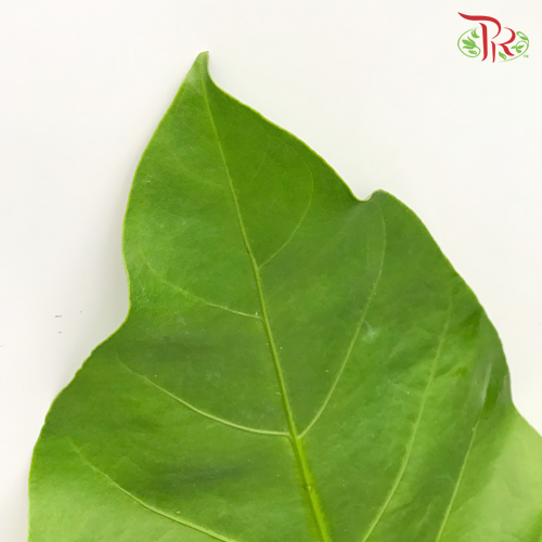 HW Rainforest -