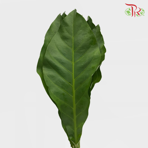 HW Rainforest - L