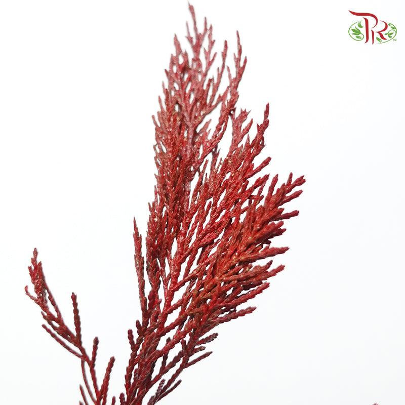 Cedar Leaf Dyed - Red 5 stems