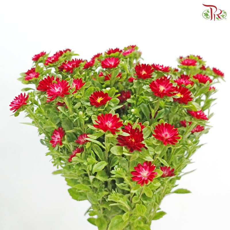 Mini Aster -