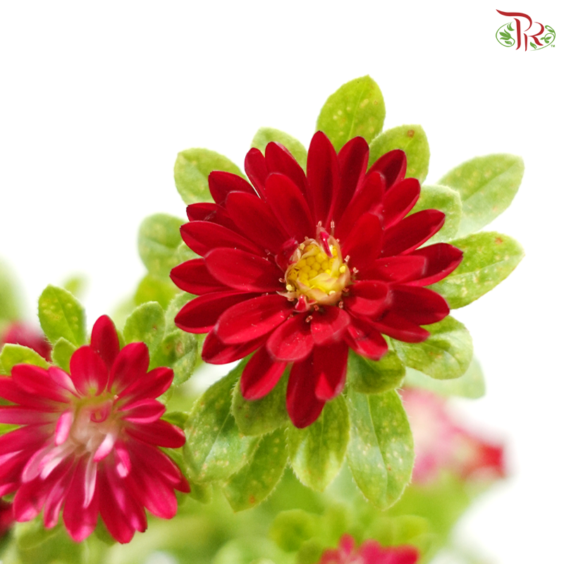 Mini Aster -