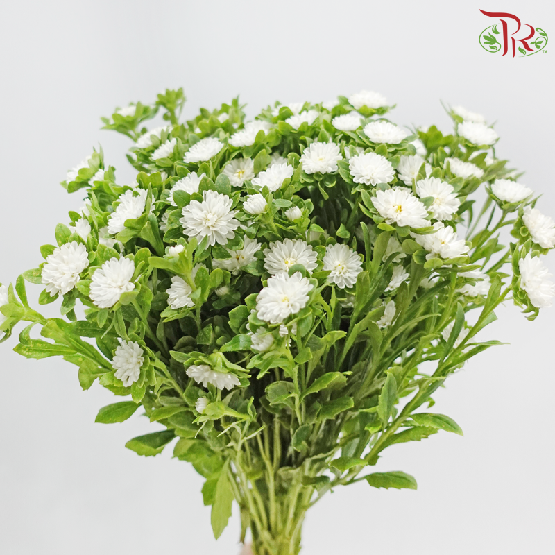 Mini Aster -