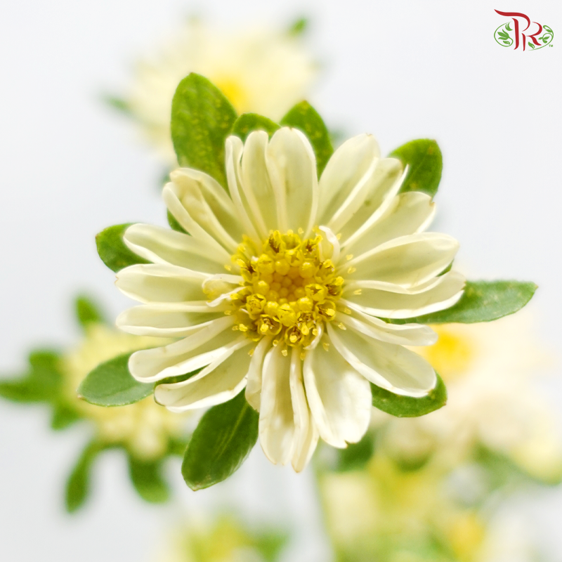 Mini Aster -