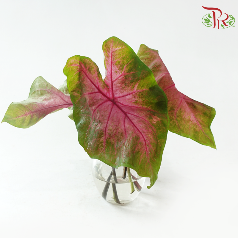 Caladium -