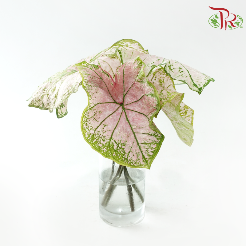 Caladium -