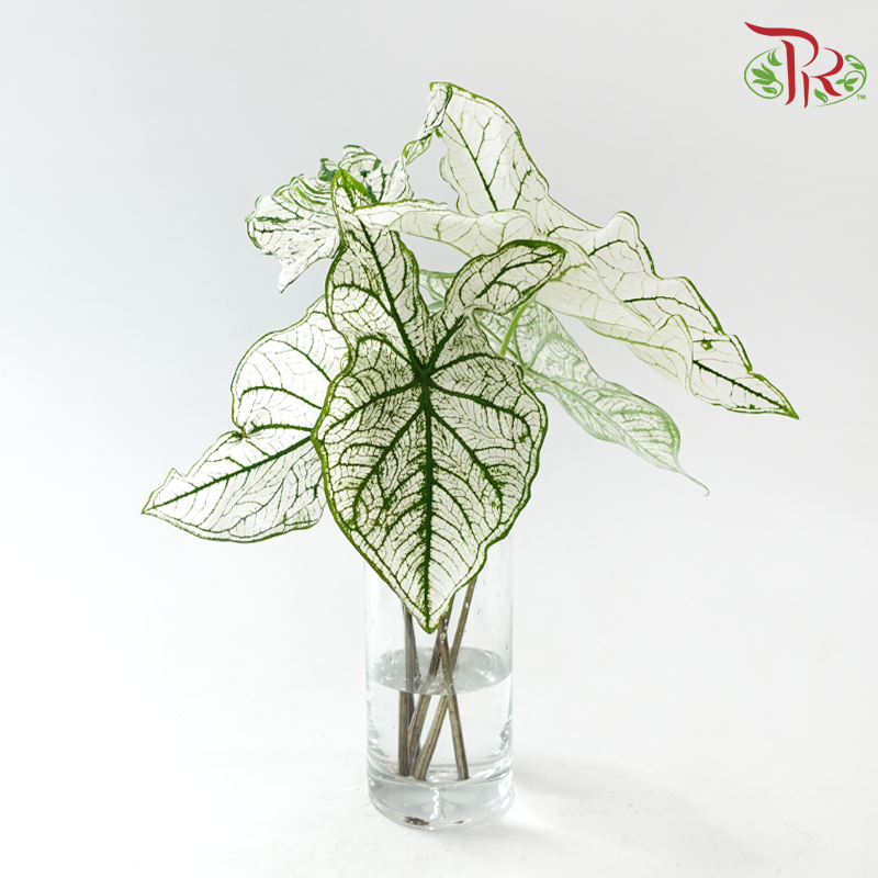 Caladium -