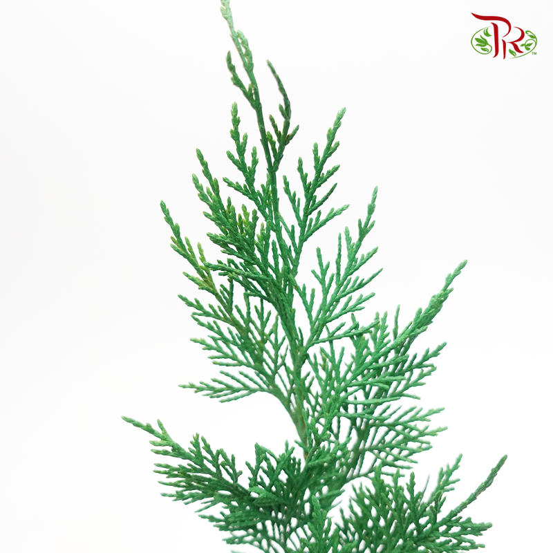 Cedar Leaf Dyed - Green 5 stems