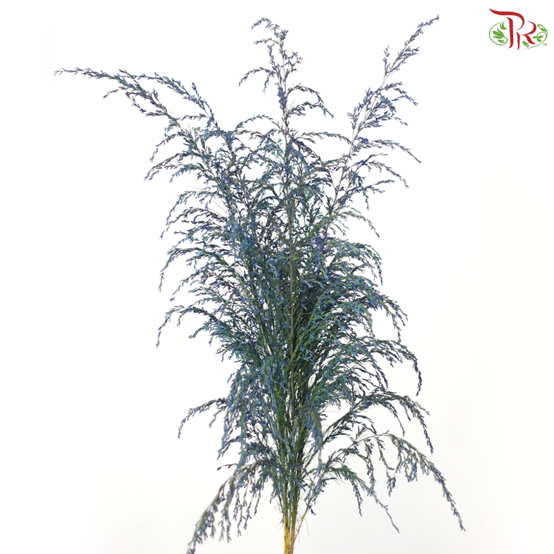 Eupatorium Dyed -
