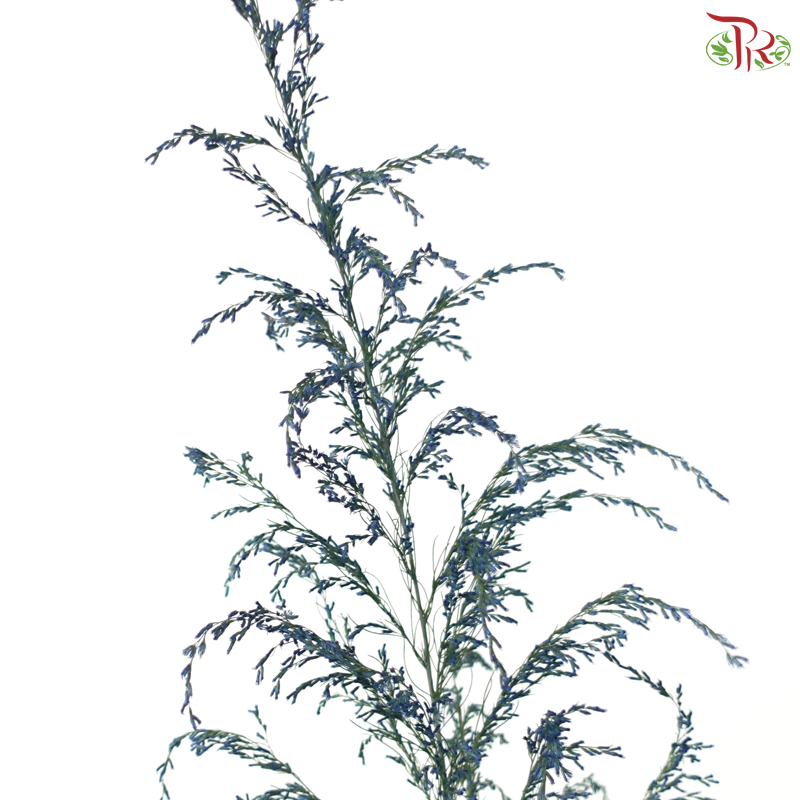 Eupatorium Dyed -