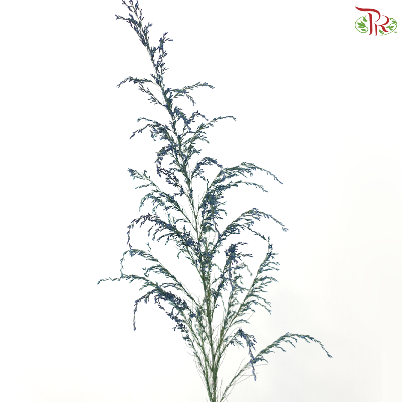 Eupatorium Dyed -