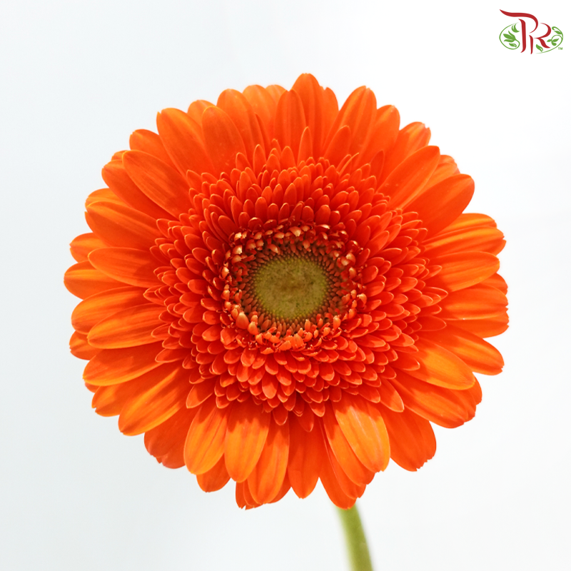 Gerbera -