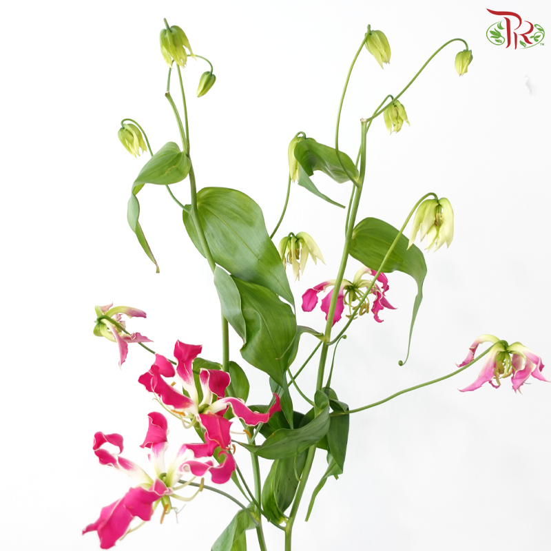 Gloriosa -