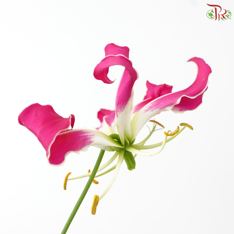 Gloriosa -