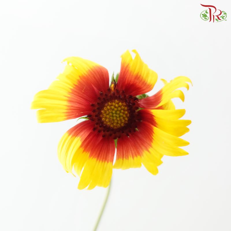 June Daisy -