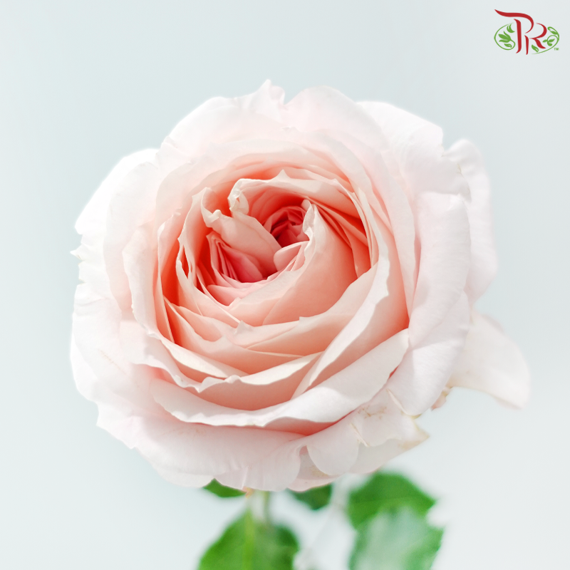 Star Rose Garden -