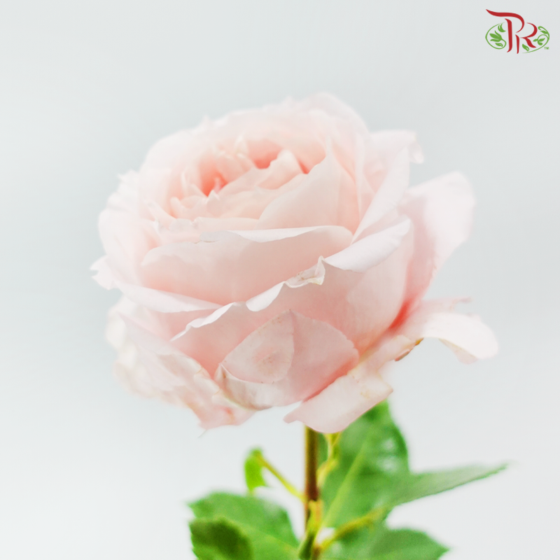 Star Rose Garden -