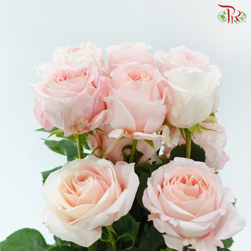 Star Rose Garden -