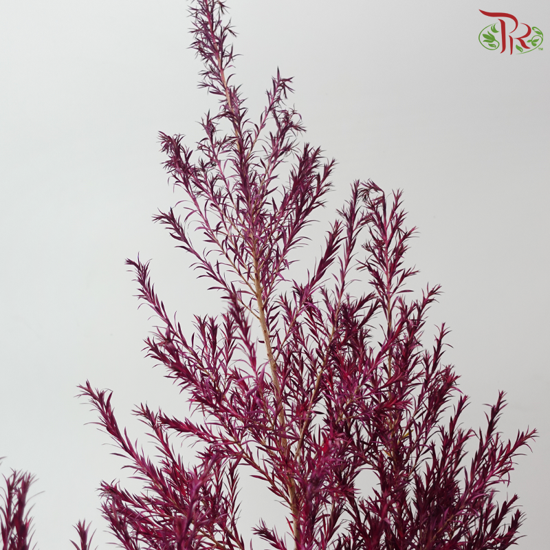 Melaleuca Gold Leaf - Purple per bunch