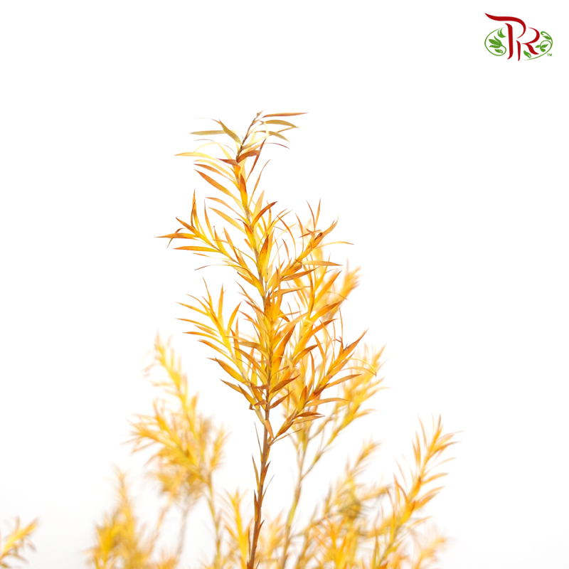 Melaleuca Gold Leaf - Yellow per bunch