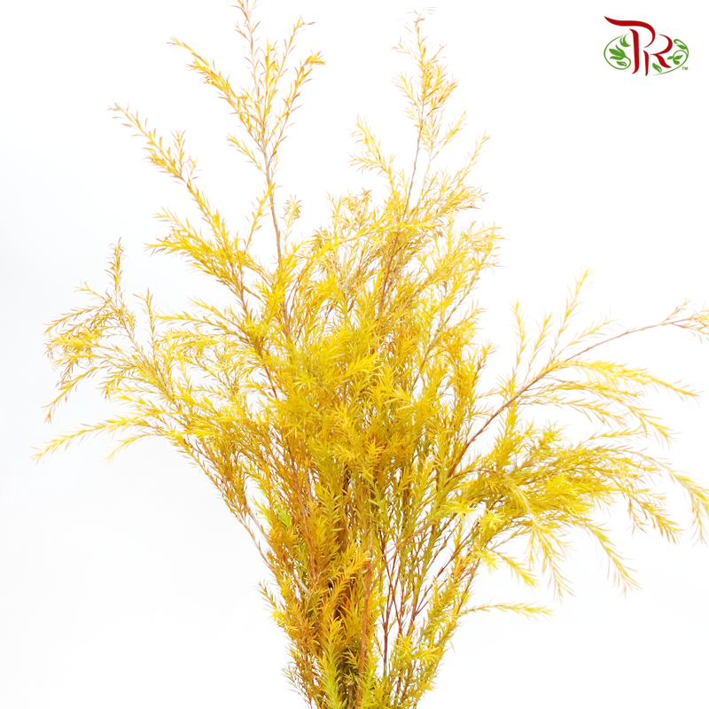 Melaleuca Gold Leaf -
