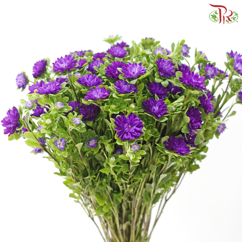 Mini Aster -