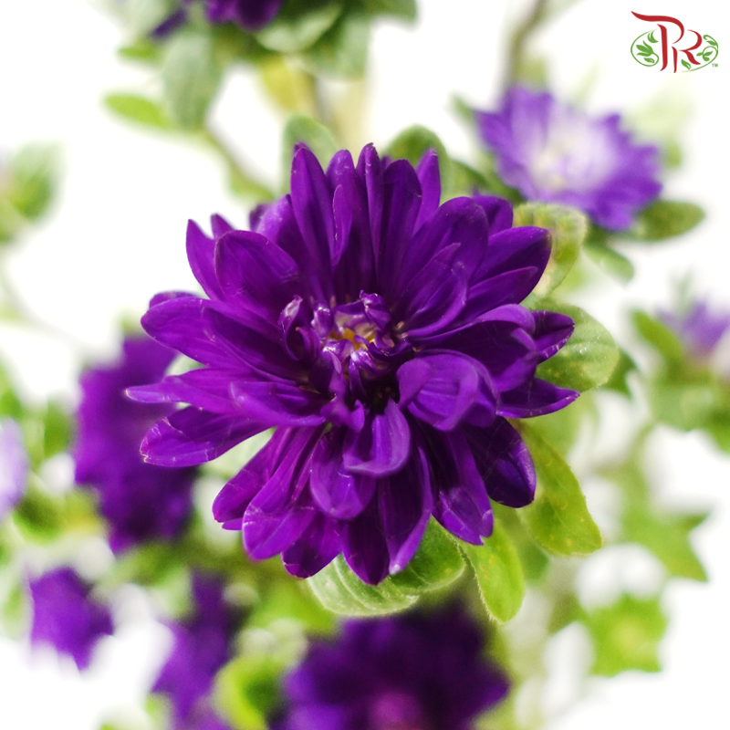 Mini Aster -