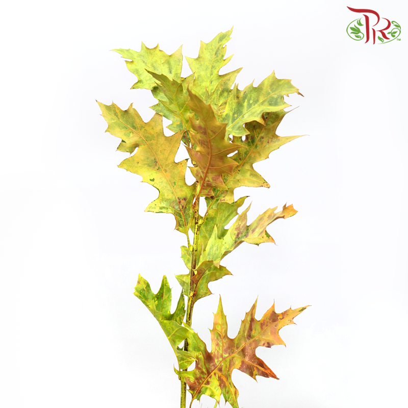 Oak Leaf Dyed -