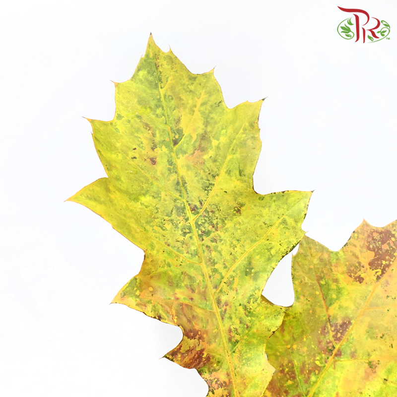 Oak Leaf Dyed - Frost Orange 5 stems