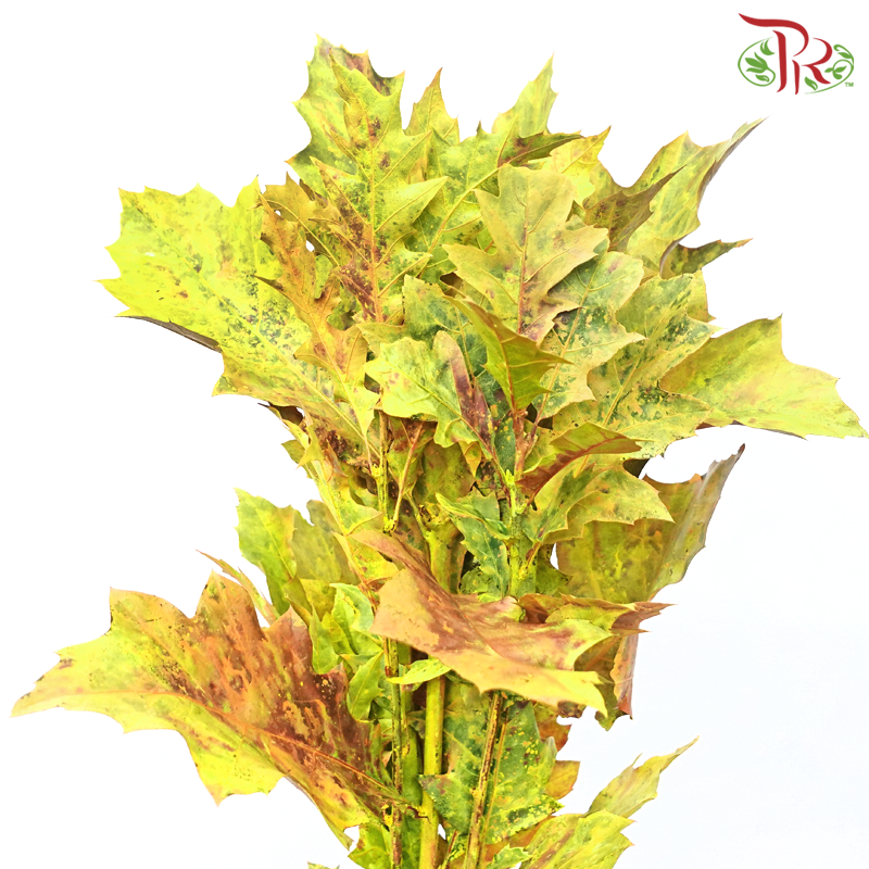 Oak Leaf Dyed -