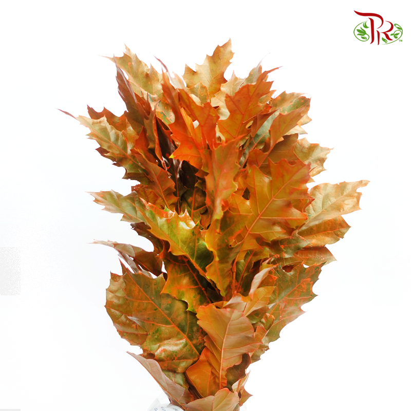 Oak Leaf Dyed - Orange 5 stems