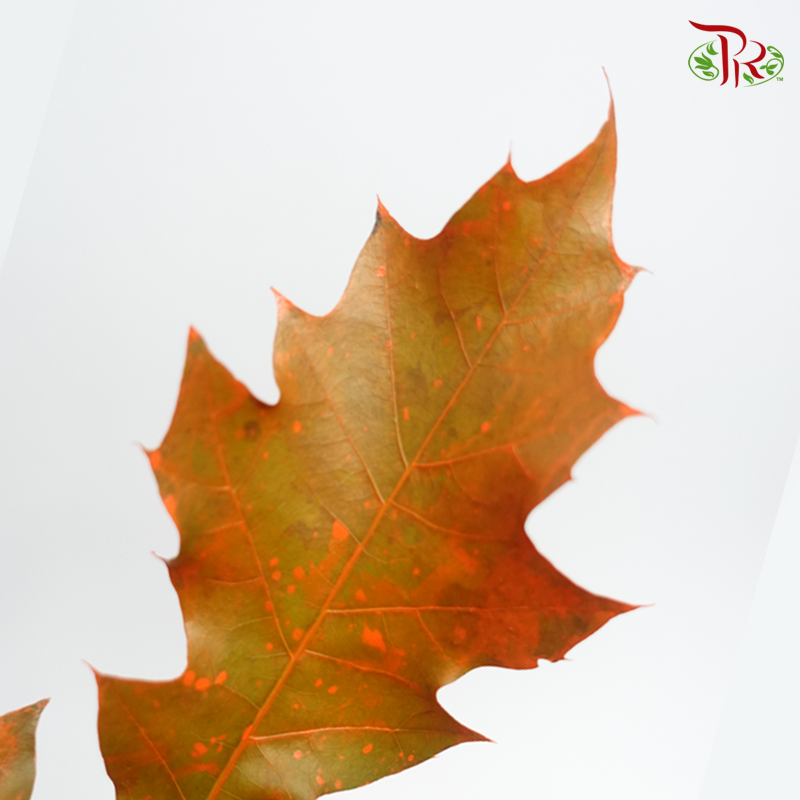 Oak Leaf Dyed -