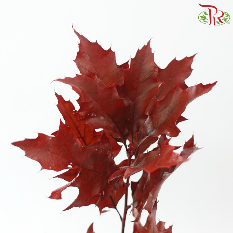 Oak Leaf Dyed - Red 5 stems