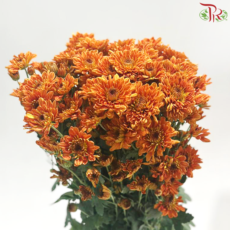 Chrysanthemum Pompom -