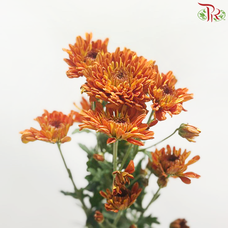 Chrysanthemum Pompom -