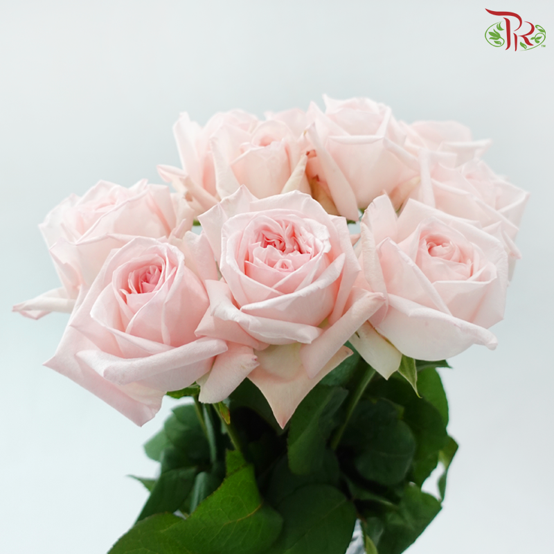 Rose -