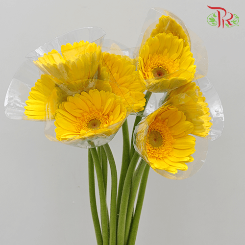 Gerbera -