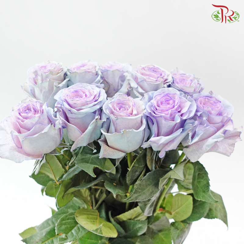 Ceres Rose -