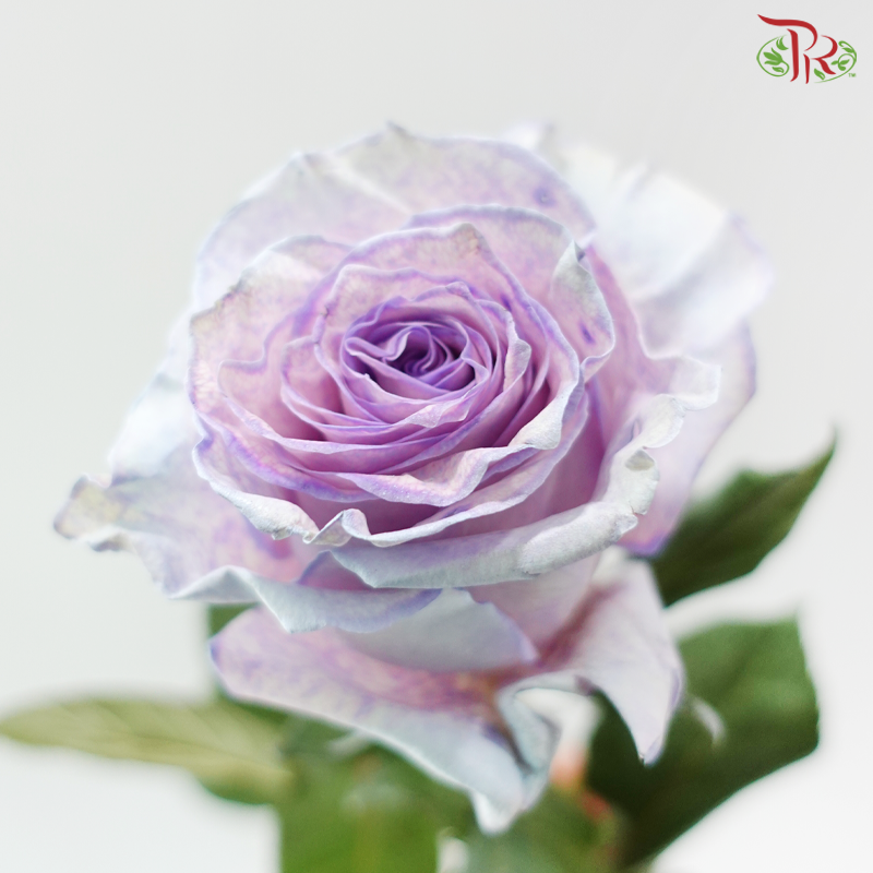 Ceres Rose -