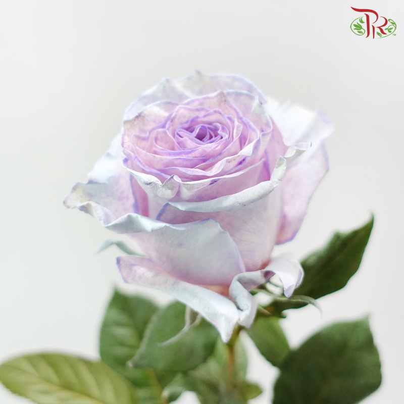 Ceres Rose -