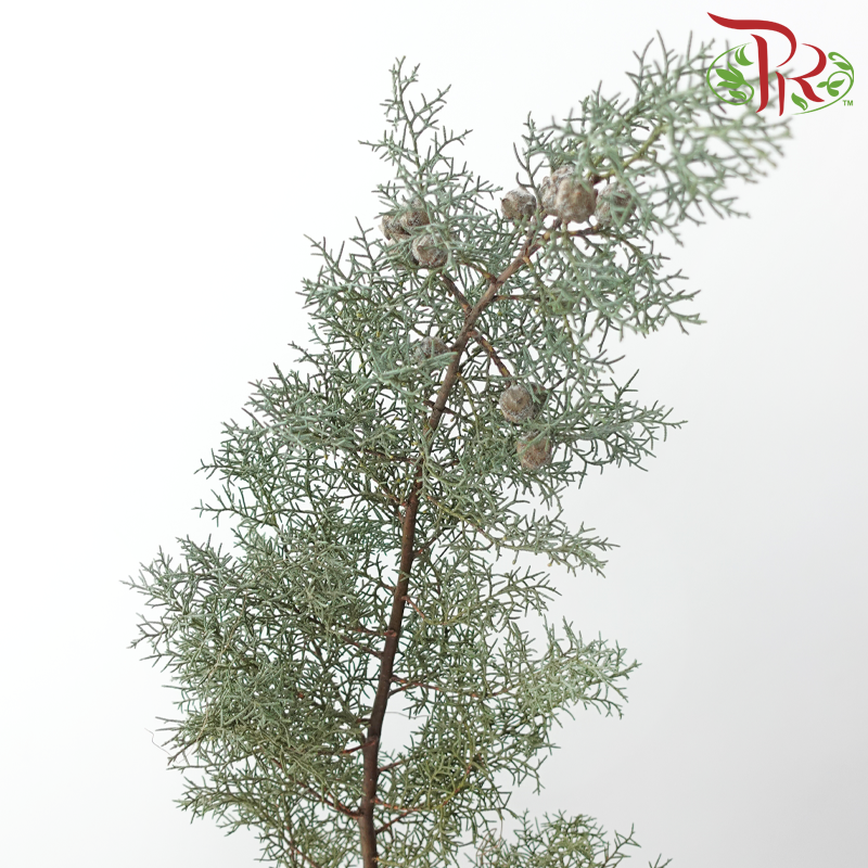 Snow Pine -