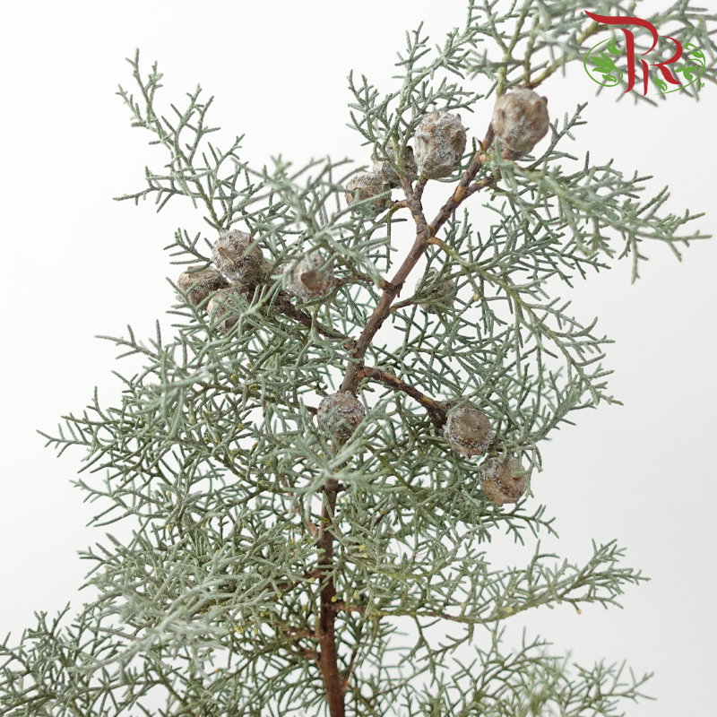 Snow Pine -
