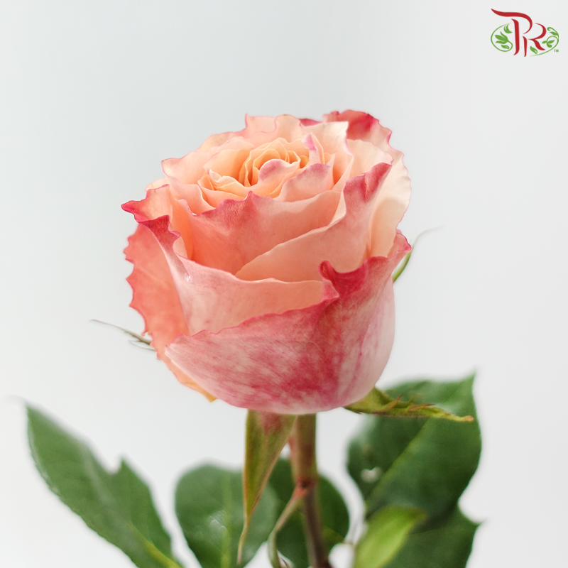 Star Rose -