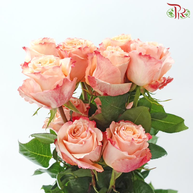 Star Rose -