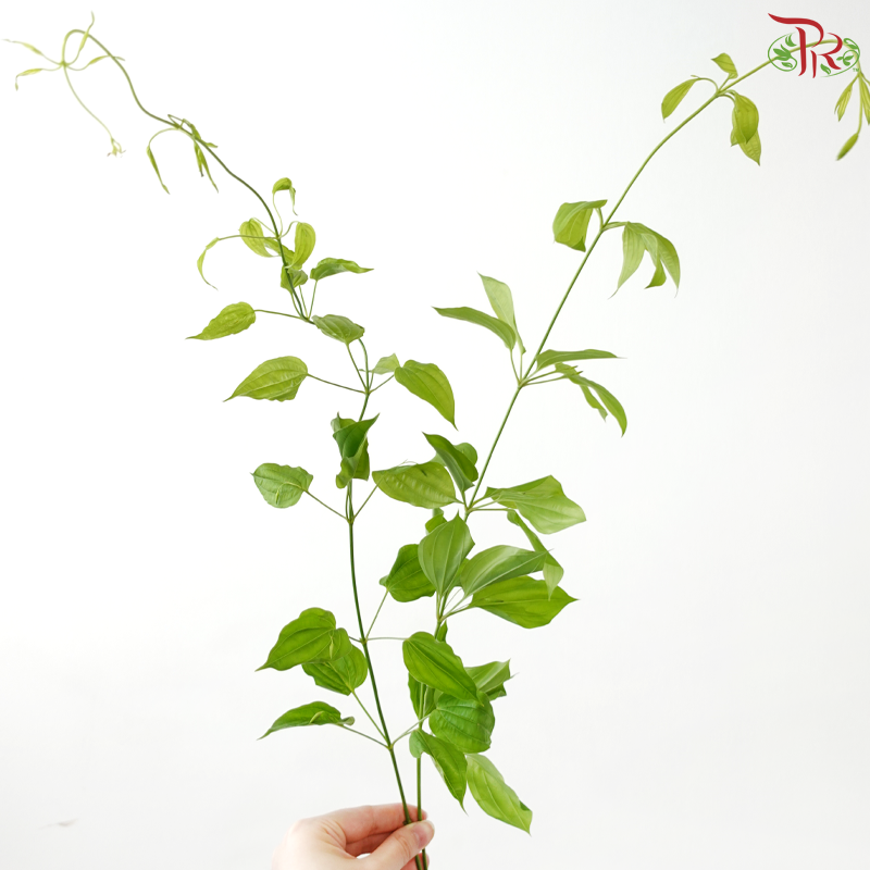 Stemonia -